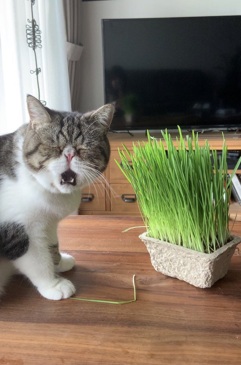 日本網友給自家貓咪第一次吃貓草，結果貓咪的表情，完全說明了他對味道有多不滿意。圖擷取自twitter