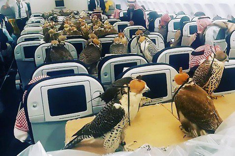 2017年一位中東王子購買了80隻猛禽，帶上飛機後分別替每隻各訂購一張機票，「一...