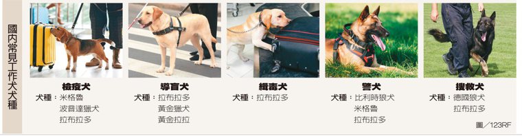 國內常見工作犬犬種 製表/元氣周報 圖/123RF