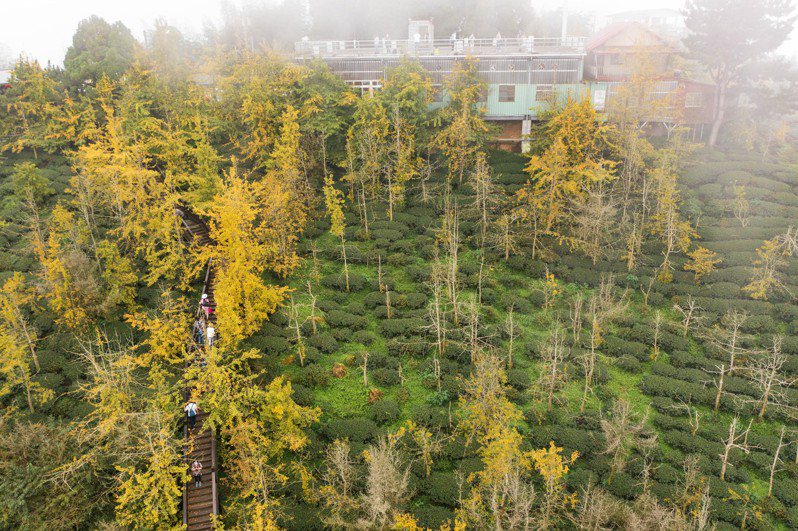 南投縣鹿谷鄉大崙山銀杏造林區由綠轉黃，茶園成了「金黃森林」，步道變成「黃金隧道」，景致迷人超浪漫。圖／南投縣政府提供