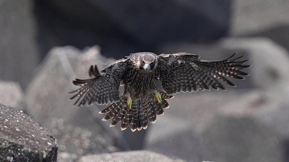 2級保育動物遊隼（圖）是全球飛行最快的鳥類，但台灣巢位不多，近年來北海岸棲地保育有成。圖／基隆野鳥學會常務理事沈錦豐提供
