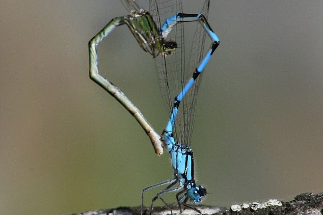研究指出，雄蜻蜓為了適應上升的溫度，逐漸褪去翅膀紋路的黑色素，但也影響交配繁衍。圖為蜻蜓交配。圖／取自英國每日郵報