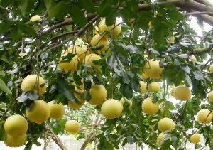 「霜降」時節，大白柚進入產季。圖／台南農改場提供