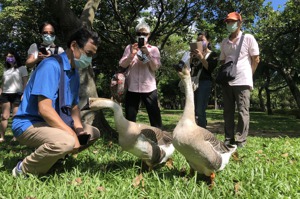 大安森林公園有2隻鵝明星「奇奇」、「凡凡」，是不少晨運、遊園民眾最愛，還有民眾組成「鵝友會」。記者何定照／攝影