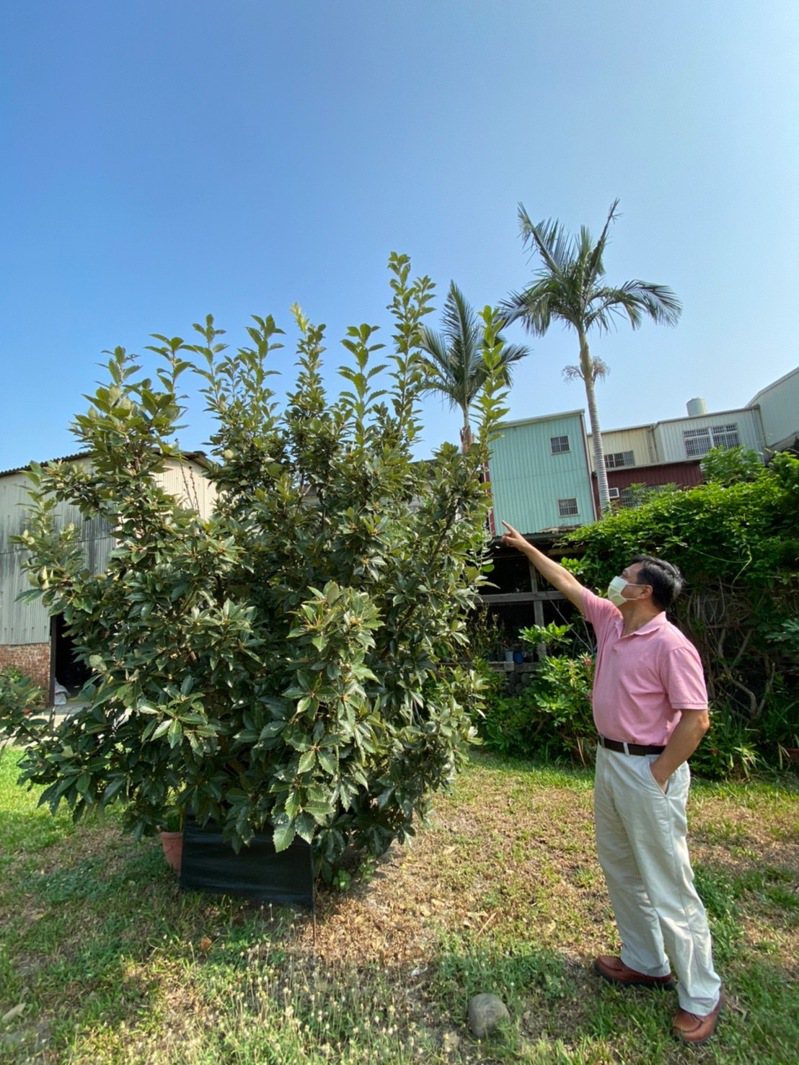 竹北婦幼館外人工域外復育的槲櫟樹，近日也開始進入果實成熟期。圖／縣府提供