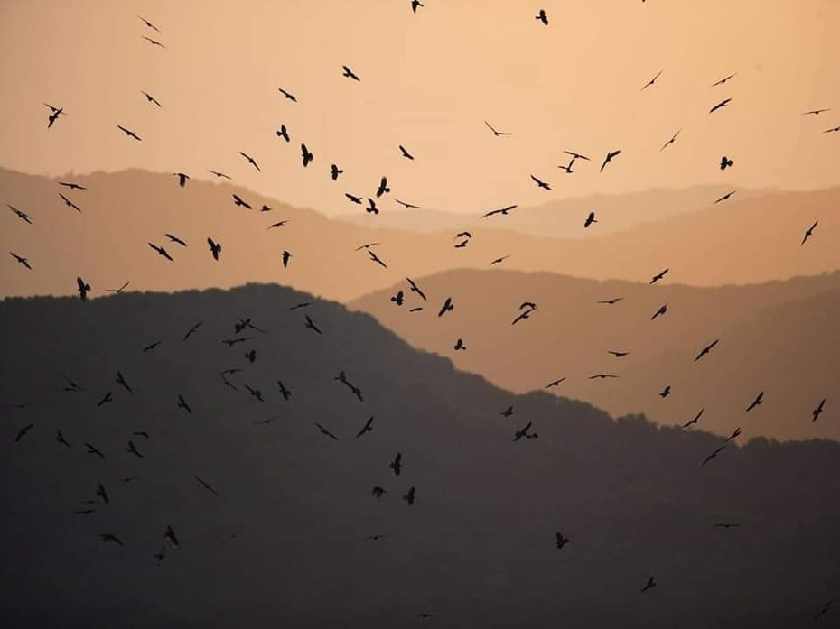 每年國慶前後過境恆春夜棲的國慶鳥灰面鵟鷹，備受鷹迷期待，據墾管處過去33年來紀錄，每年過境數量從3萬至10萬隻不等，但到昨天仍未現蹤。圖／墾管處提供