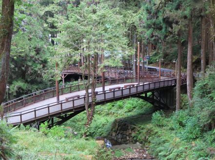 森林中的舟之橋也是阿里山不可錯過的拍照點。 林管處/提供