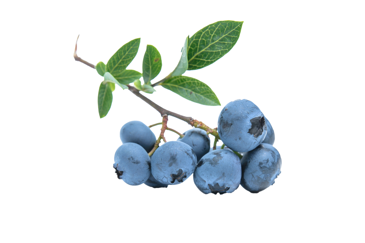 藍莓  圖/pixabay