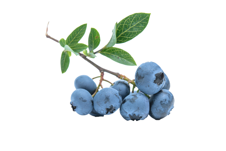 藍莓 圖/pixabay
