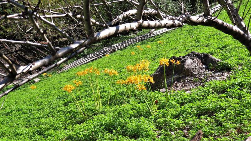 太魯閣國家公園內的布洛灣迎賓大斜坡上，近日金花石蒜已綻放。圖／太管處提供