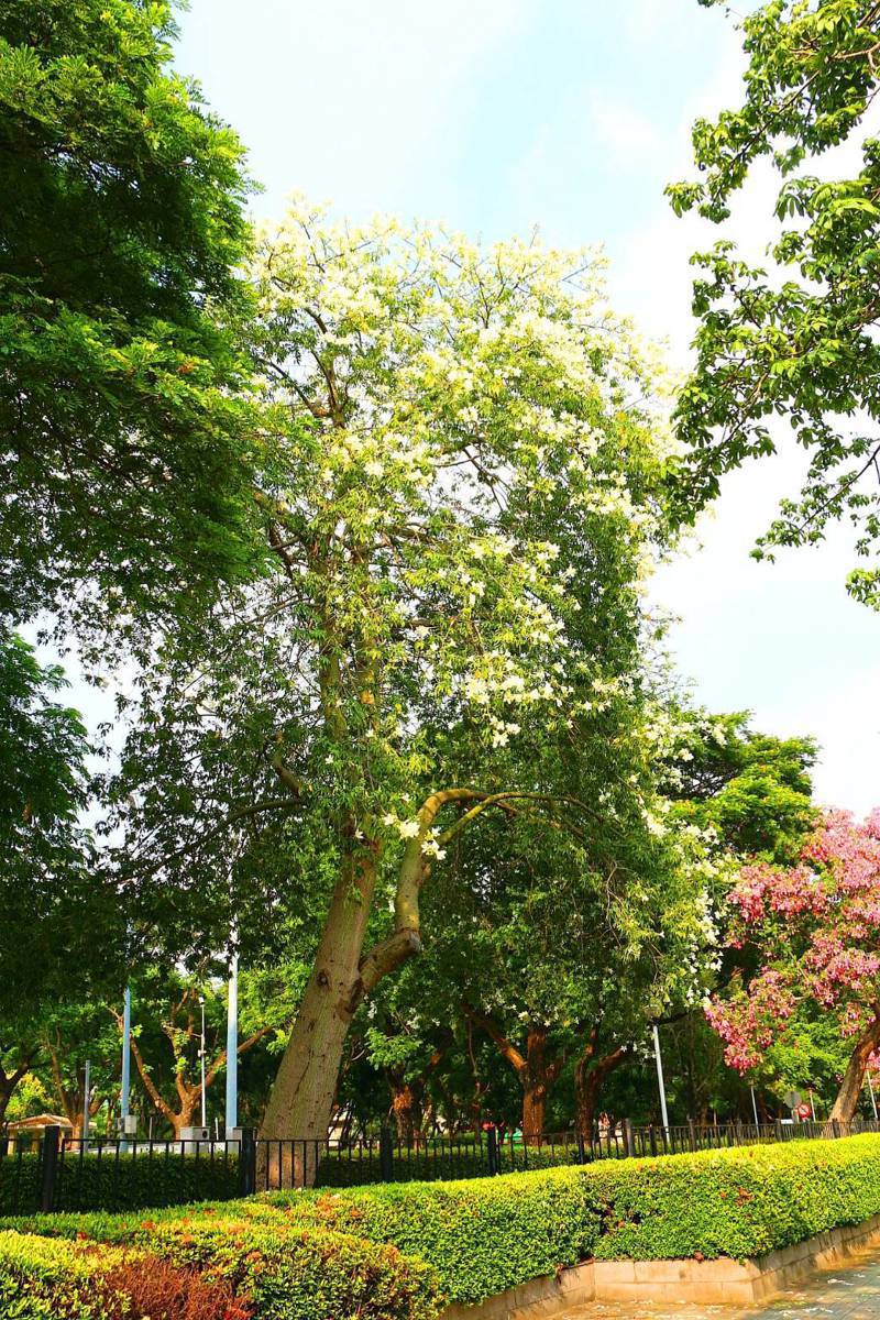 南區健康公園白色美人樹。圖／台中市建設局提供