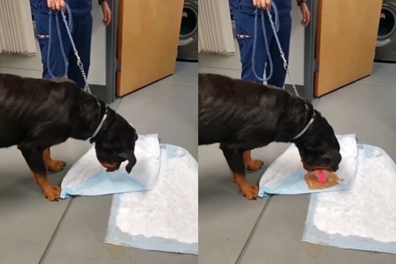 網路流傳一段影片，一頭羅威拿犬因誤服異物接受治療，沒想到竟吐出情趣用品，讓現場一陣尷尬。
圖擷自reddit