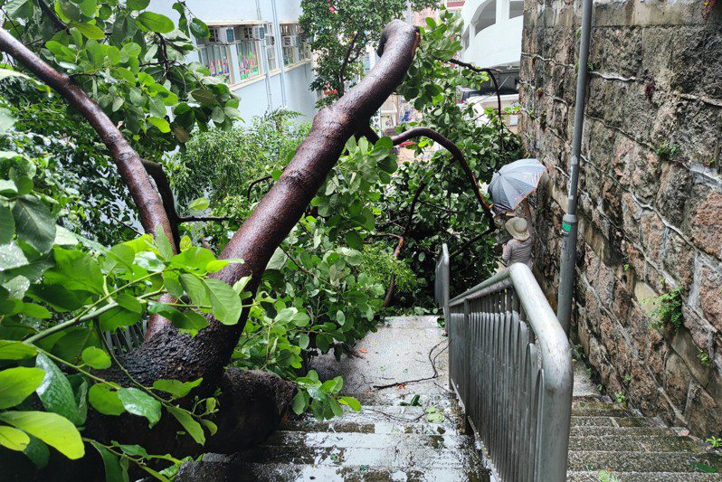 圖為獅子山颱風日前襲港，香港灣仔春園街一棵大樹倒塌在路旁。 中新社