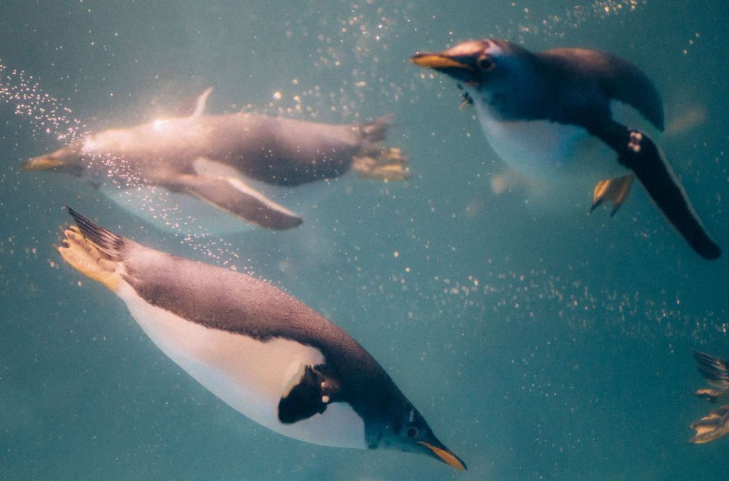 屏東海生館內悠游自在的企鵝們。  屏東海生館／提供