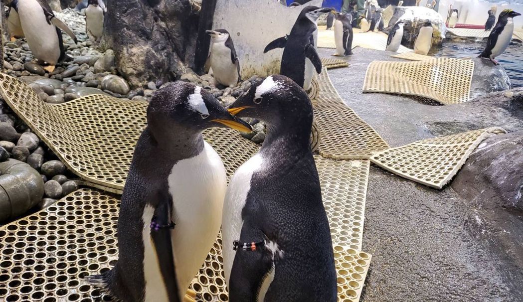 訴說彼此愛戀的企鵝情侶。   屏東海生館／提供