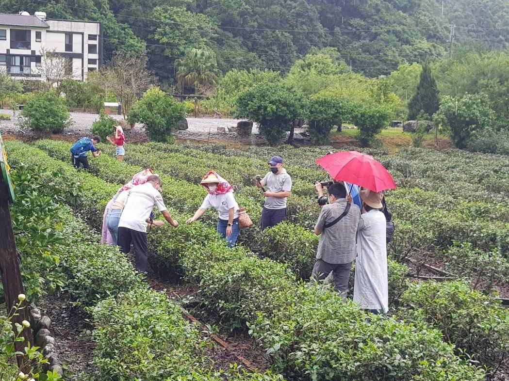 宜蘭中山社區以種植茶樹與文旦為主，茶園景緻優美，在地16家茶園都有自己的特色茶品...