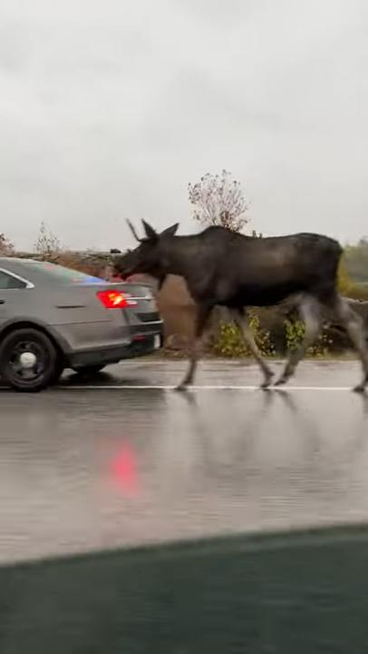 加拿大一頭駝鹿不慎誤闖高速公路上，靠好心警察開警車慢慢導引牠離開車道。圖擷取自youtube