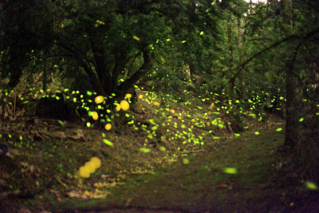 4到5月的梅嶺登山步道有機會看到螢火蟲。 圖／台南市觀光旅遊局提供