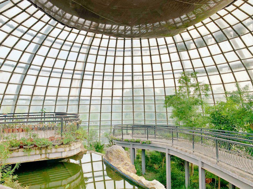 嘉大昆蟲館的活體蝴蝶溫室花園，被網友稱為「台版樟宜機場」。 圖／嘉大昆蟲館提供