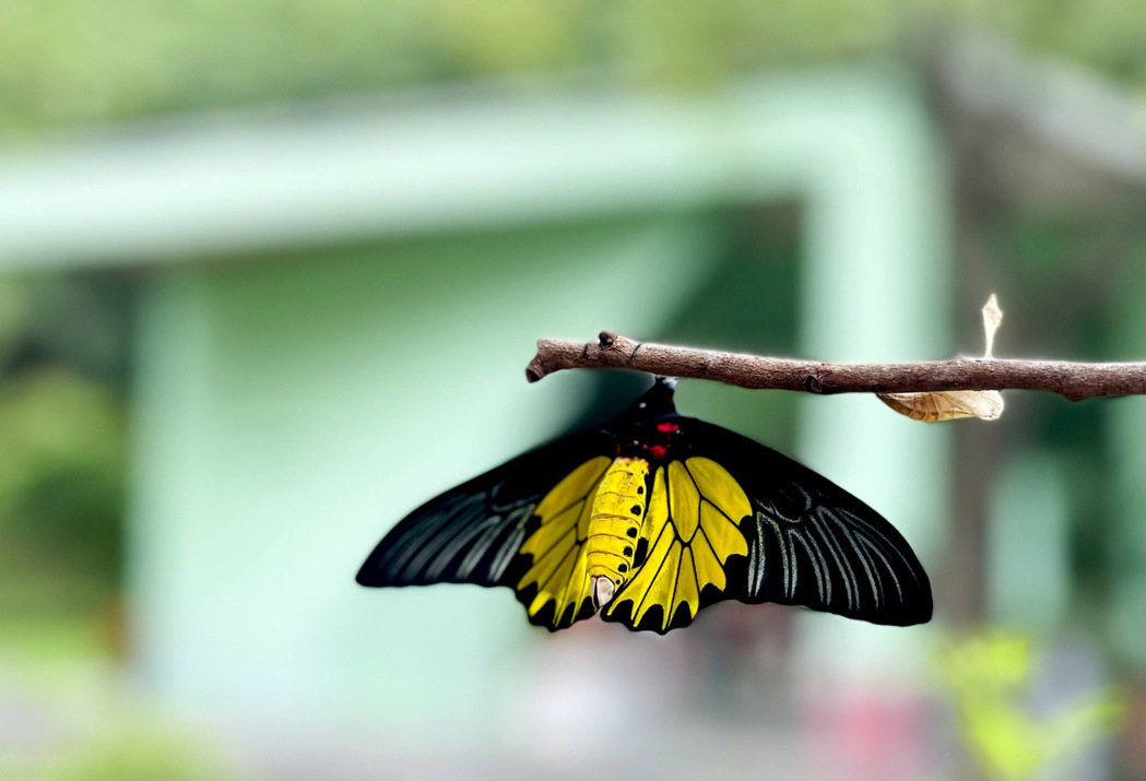 剛羽化的保育類黃裳鳳蝶，出現在埔里紙教堂。圖／顏新珠提供