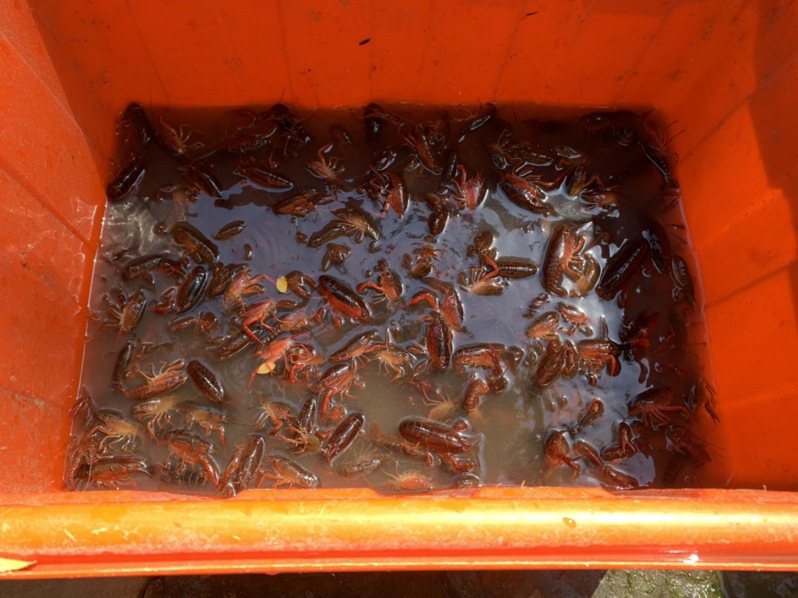 美國螯蝦環境容忍性強，加上繁衍速度快，恐對護城河生態帶來影響，市府已出動人力進行誘捕，僅5天捕撈數量已達3000隻以上，十分驚人。圖／新竹市政府提供