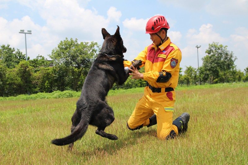 搜救犬Clay獲得今年全國災害搜救犬IRO評量檢測高級認證，被譽為是「護竹神犬」。圖／市府提供