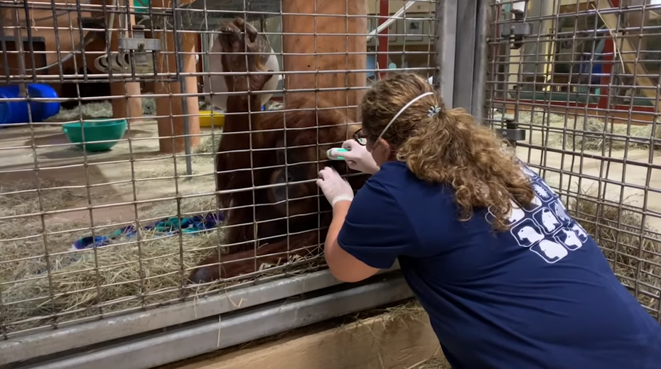 紅毛猩猩按照工作人員指示量耳溫、打疫苗，完成後也獲得食物獎勵，十分可愛。圖擷自
Smithsonian's National Zoo YouTube