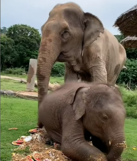 大象阿嬤吃蛋糕前，小象竟一個箭步搶先摧毀蛋糕。圖／取自dailymail