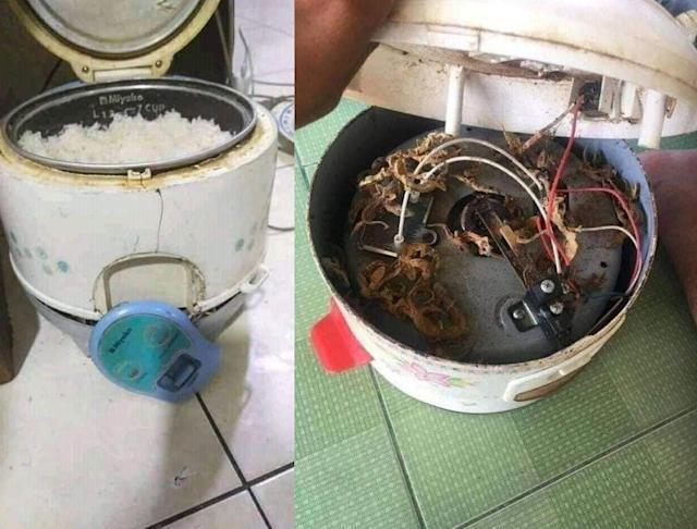 一名網友分享自家阿嬤的老舊電子鍋，沒想到拆解後卻發現超恐怖的一幕。 圖／爆廢公社公開版