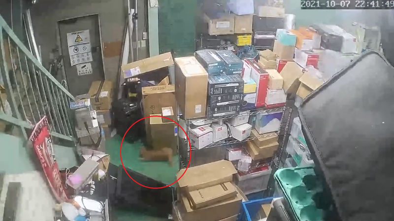 一位網友公司倉庫在東京地震時，意外「震出」一隻躲藏的貓咪。圖擷取自twitter