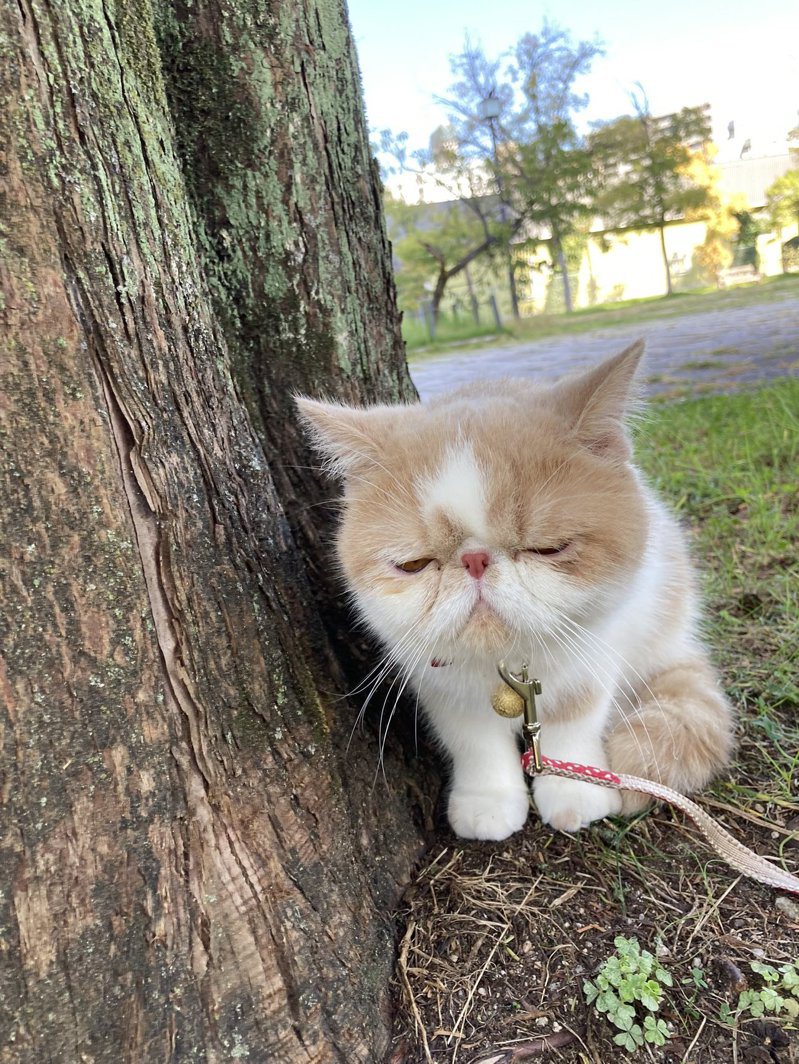 一位日本網友的貓咪滿周歲出來散步，卻遭路上的狗狗狂吼，讓他露出哀怨的神情。圖擷取自twitter