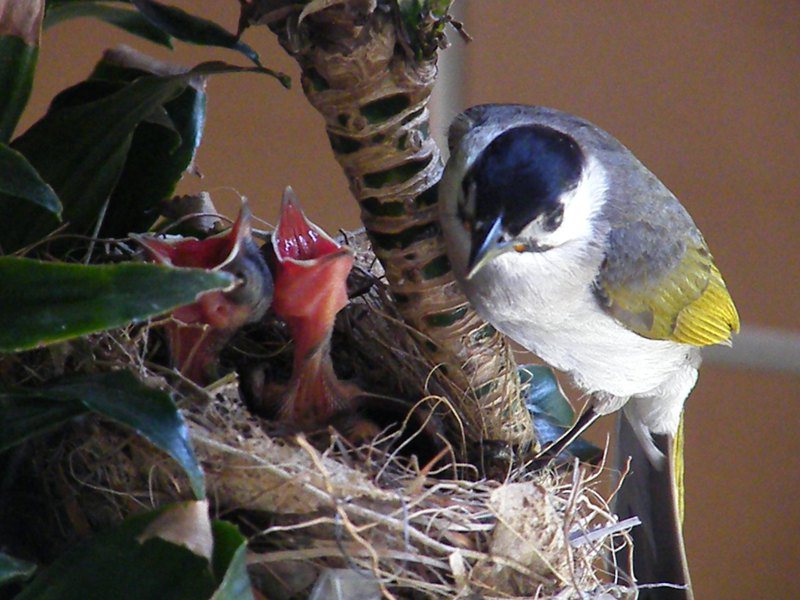 特生中心表示，研究團隊分析追蹤2009年至2020年的資料顯示，保育類鳥種中的台灣朱雀和烏頭翁的族群顯著下降。圖為烏頭翁。 聯合報系資料照