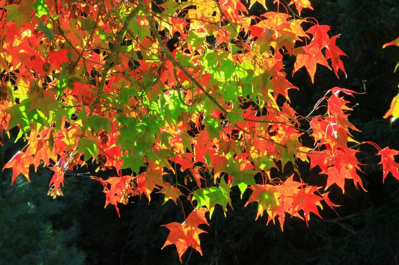 深秋時節正是楓紅的時刻，杉林溪森林遊樂區做為全台最早迎來紅葉的景點，今年斥資千萬打造彩色森林。圖／杉林溪森林遊樂區提供