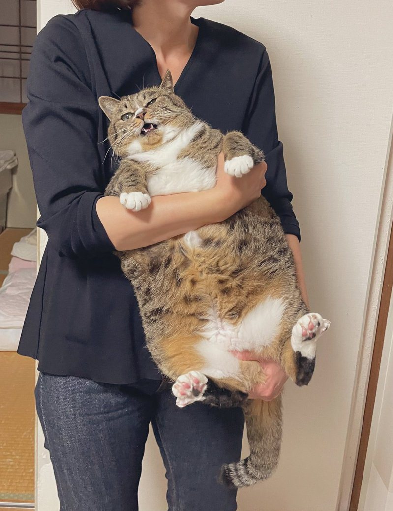日本一位網友貓咪在老家被養得太肥，整隻變成「長方形」的樣子。圖擷取自twitter