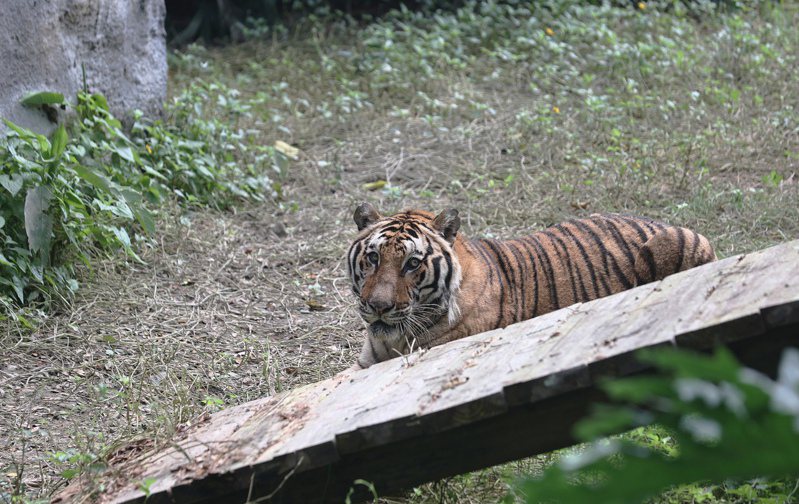 孟加拉虎「阿虎」長期被關籠，到了壽山動物園，終於呼吸到新鮮空氣。記者劉學聖／攝影