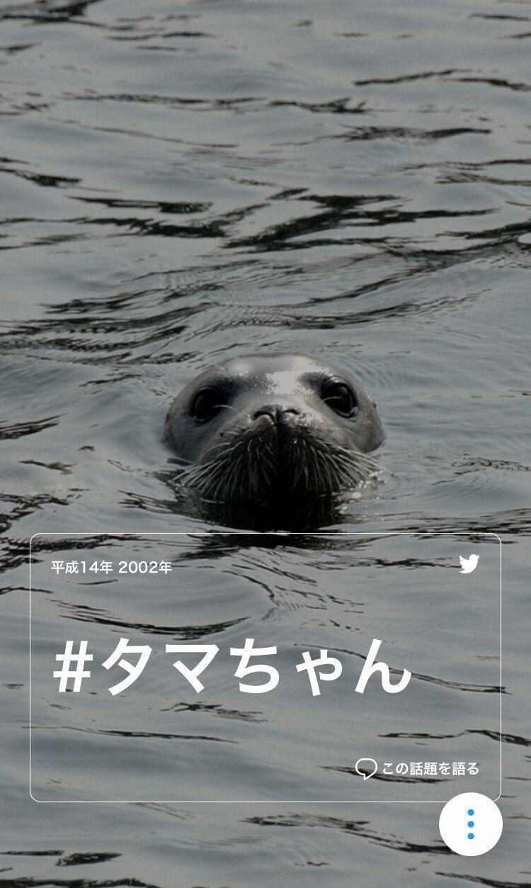 20年前日本東京多摩川曾發現海豹蹤影，被命名為「小玉將」(TAMA CHAN)。圖擷自twitter