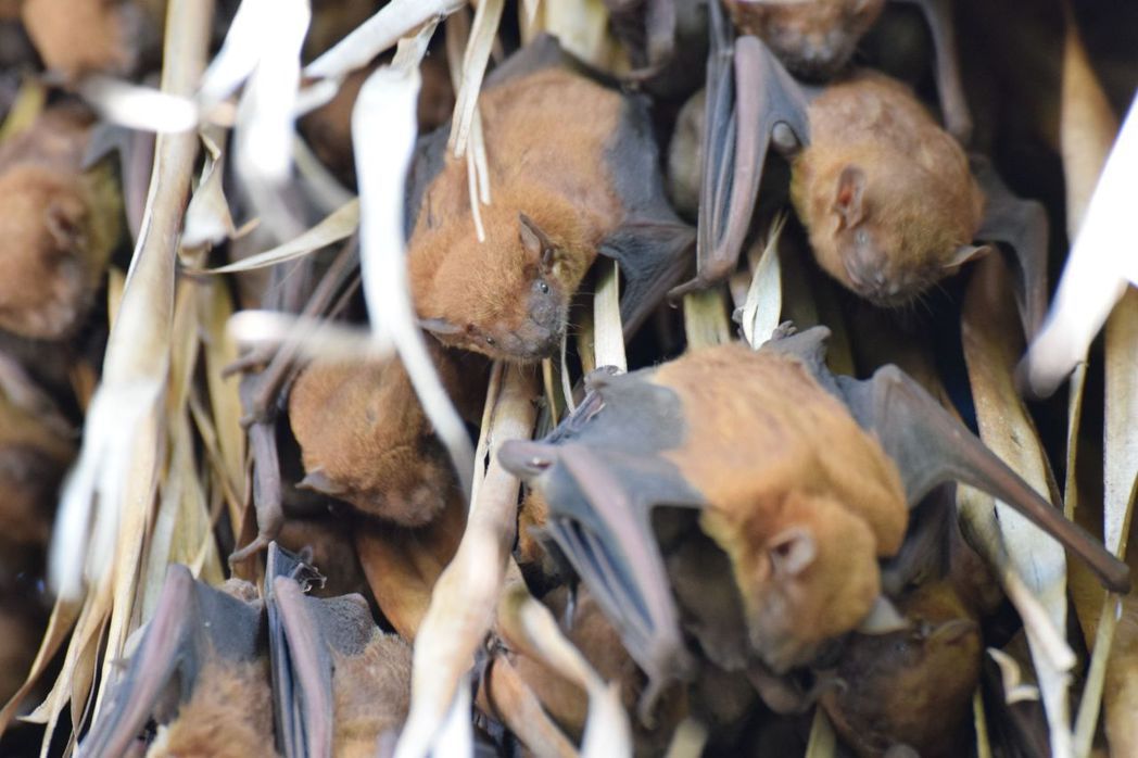 鰲鼓濕地明星物種-高頭蝠時常出沒在東石自然生態展示館周邊。 林管處/提供