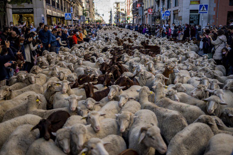 逾1000头绵羊及山羊挤满马德里街头，这项活动是西班牙传统节庆「迁徙放牧节」的一部分。 美联社(photo:UDN)