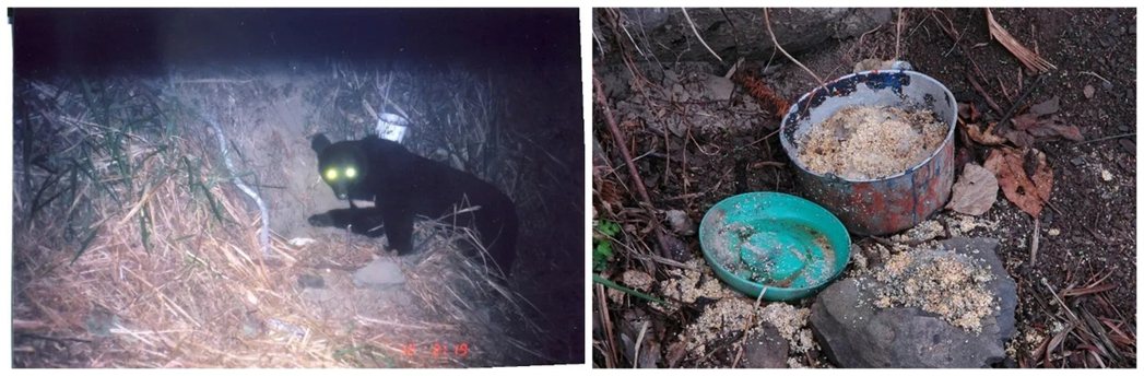 2008年，台中市和平區大雪山社區通報有熊出沒，經查證發現是黑熊入侵雞舍，農民因害怕而持續以雞飼料餵食黑熊，造成黑熊每天入夜之後前來打卡。 圖／作者提供