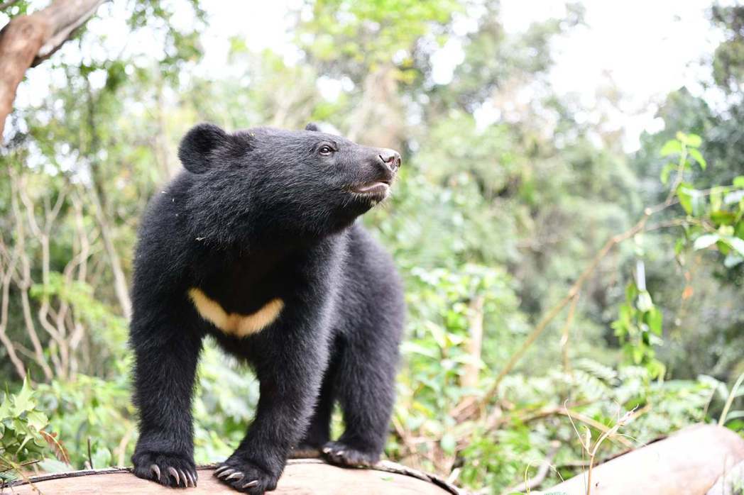 圖為南安小熊。 圖／取自台灣黑熊保育協會