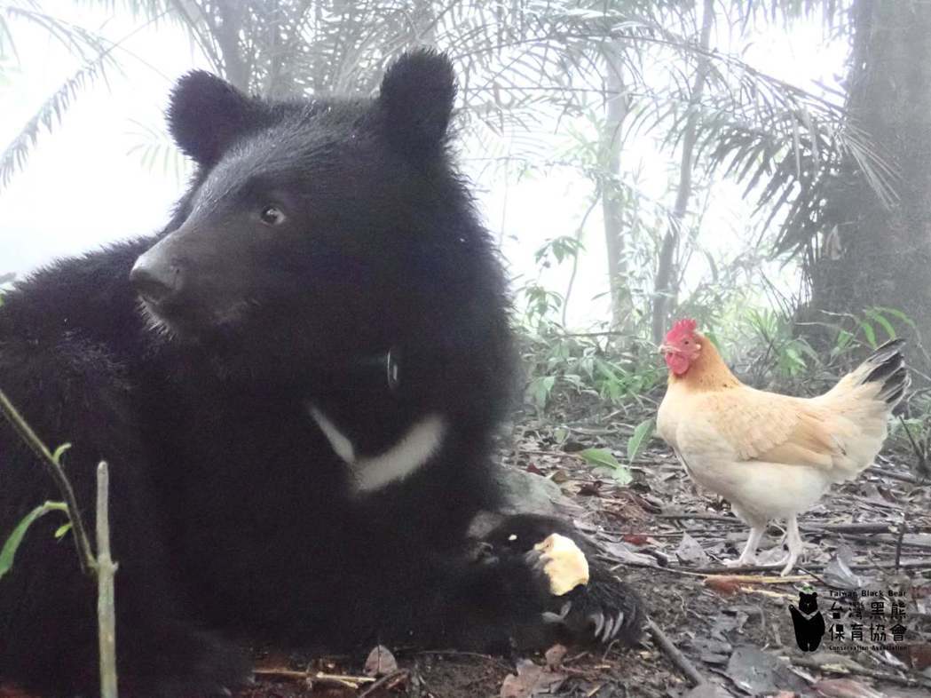 圖為南安小熊。 圖／取自取自台灣黑熊保育協會