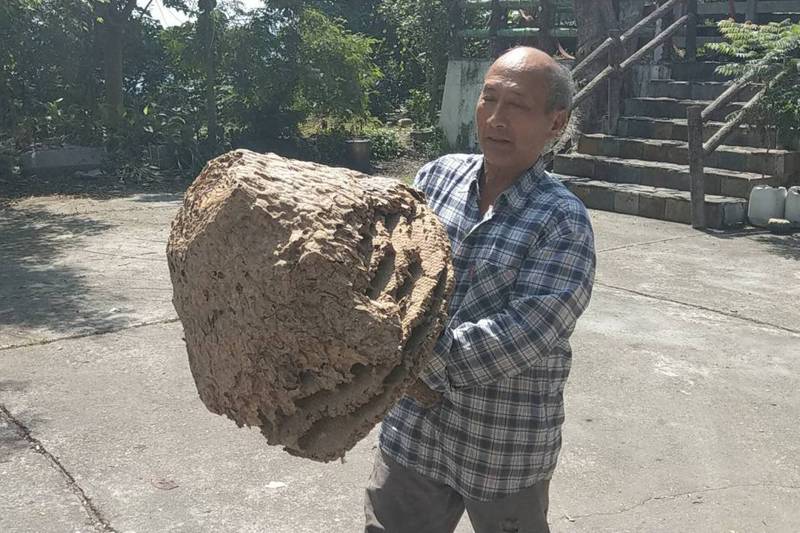 每年台灣秋冬時節，就是「虎頭蜂」築巢的開始，也是最兇猛的時候，不過，虎頭蜂對原住民而言，不僅是強身進補的佳餚，其捕捉下來的蜂巢，也是部落勇士的新象徵。記者尤聰光／攝影