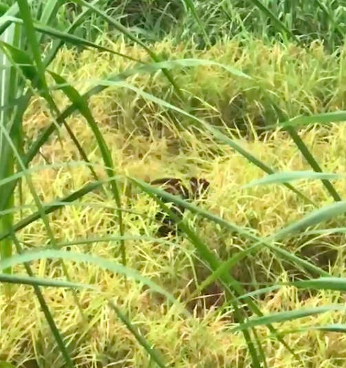 疑似台灣黑熊出現在海岸山脈稻田裡，被陳姓農友拍下。圖／陳姓農友提供