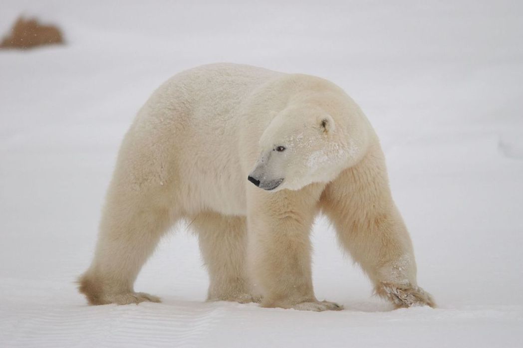 一名女子到挪威露營時遭到野生北極熊的襲擊，女子僅手臂受傷，送醫後無生命危險，但襲擊女子的北極熊下場悽慘，最後遭到安樂死。 (示意圖／ingimage)