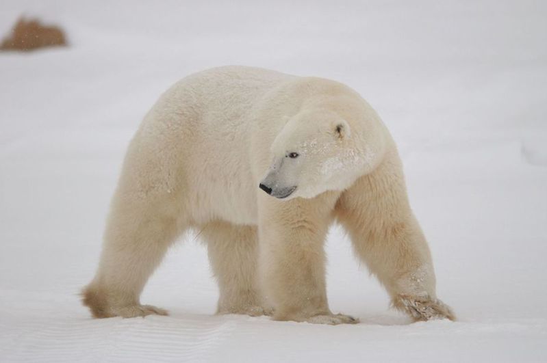 全球暖化迫使北極熊上岸尋找獵物。 示意圖／ingimage