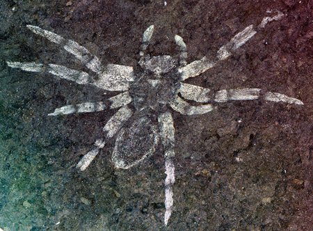 圖說：蜘蛛身體非常柔軟，通常死後不久就會腐爛，因此現存的化石非常稀少，且多保存在琥珀中。這是古生物學家首次在岩石中發現蜘蛛化石，化石中仍可看到蜘蛛腳的毛髮痕跡(照片／美國國家地理會社提供)