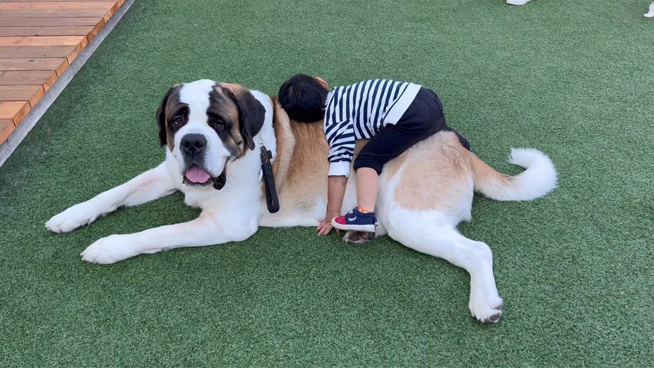 日本網友分享男孩與聖伯納犬的溫馨互動畫面，引起不少人的羨慕。圖擷取自twitter