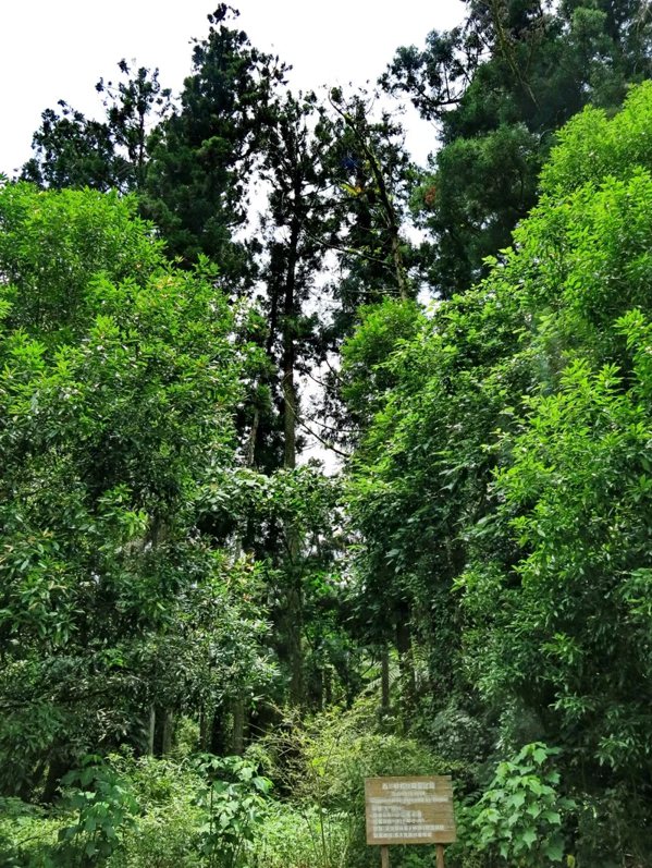 柳杉是溪頭的主要樹種，擁有最豐富的芬多精，因此業者宣布啟用「百年古道」，成為獨有...