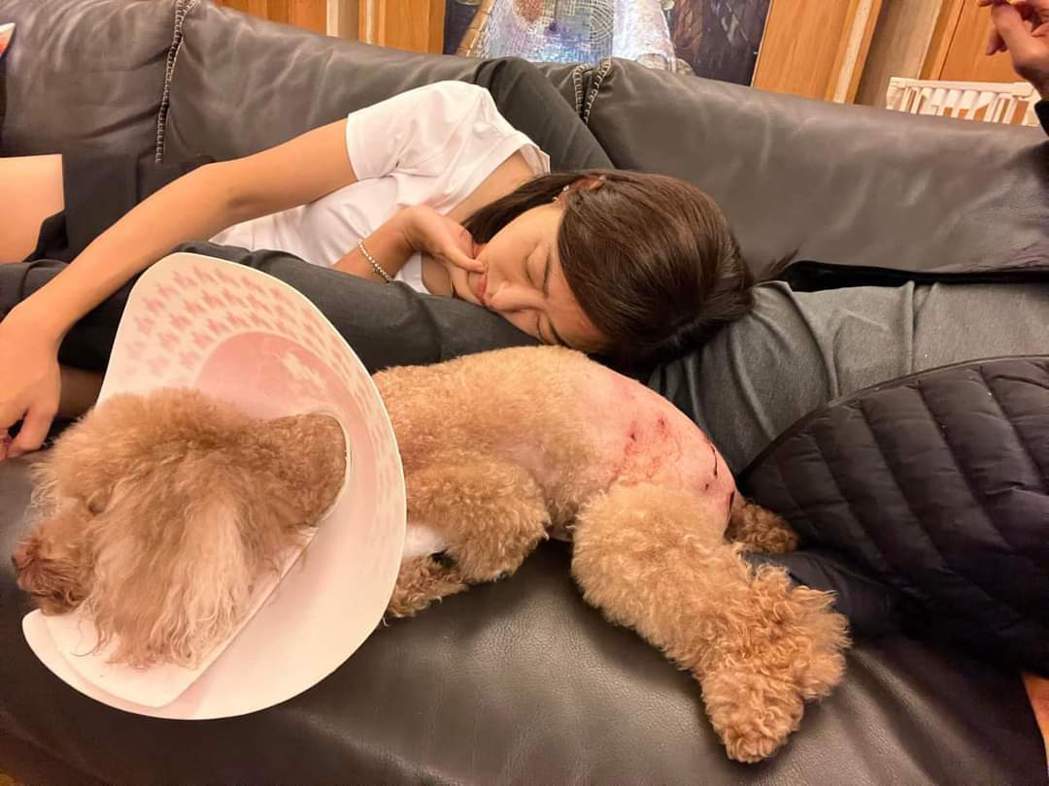 賈永婕心疼愛犬受傷。圖／摘自臉書