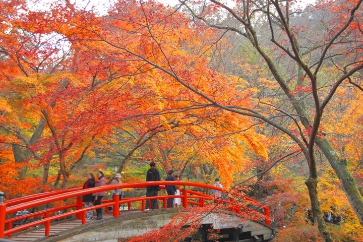 10月下旬至11月上旬伊香保溫泉正迎接紅葉季，推薦漫步河鹿橋飽覽楓景。　圖：naleaptさん／來源